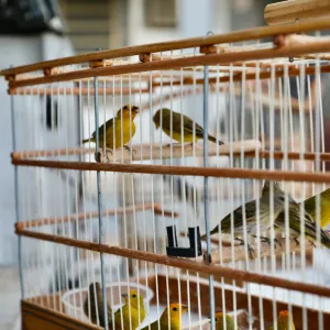 Semana de Conservação da Fauna Silvestre chega a Amargosa nesta segunda-feira (06)