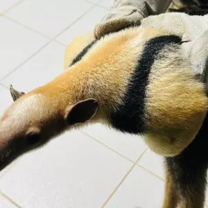 Três tamanduás são resgatados na Chapada Diamantina e levados ao Inema para reabilitação