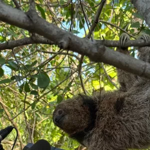  preguiça-de-coleira