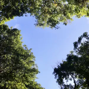 Dia da Floresta e do Clima