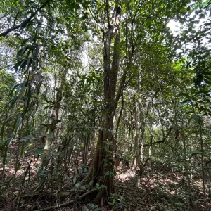 Trilha APA Joanes-Ipitanga