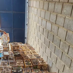 Inema e PM interrompem evento ilegal de canto de pássaros e resgatam mais de 100 aves silvestres no Extremo Sul