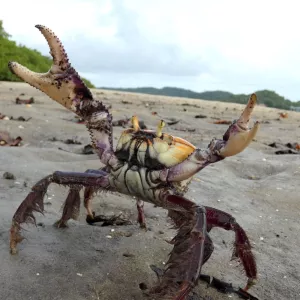 andada caranguejo uçá