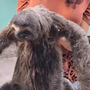 Inema resgata preguiça e reforça orientações sobre convivência segura com fauna silvestre no Extremo Sul