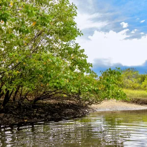 Manguezal Bahia