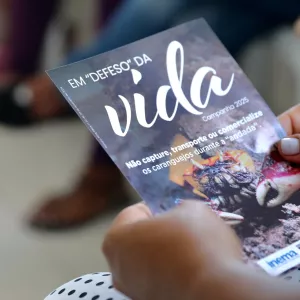 Defeso do caranguejo-uçá protege reprodução da espécie durante a “andada”