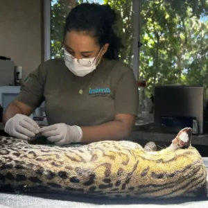 Jaguatirica resgatada com queimaduras de 3º grau passa por procedimento pré-soltura no Cetas de Pituaçu