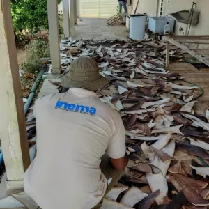 PF, Inema e IBAMA desarticulam ponto de beneficiamento ilegal de barbatanas de tubarão no norte da Bahia