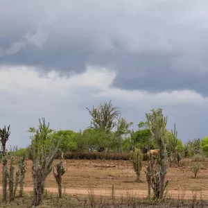 Chuva no Semiárido 