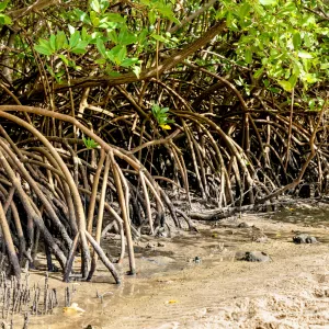 Nordeste concentra maior área de manguezais do país e Bahia se destaca no cenário nacional