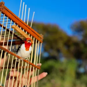 CETAS: do resgate à reabilitação, o caminho de volta à natureza