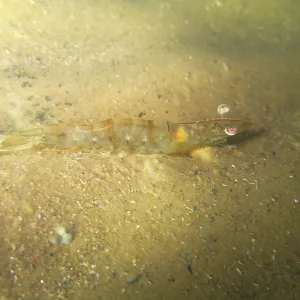 Camarão - período do defeso