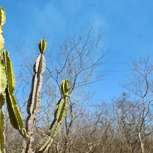 Previsão do Tempo: Feriado do Dia do Trabalho terá chuvas no litoral e sol no interior, aponta Inema