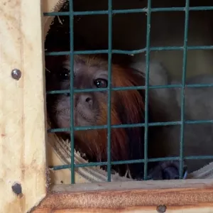 Zoo Bahia: mico-leão-baiano é transferido em ação integrada para conservação da espéc