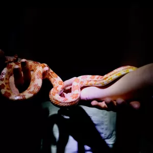 ZOO NOTURNO