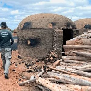 Operação Mata Atlântica: identificados mais de 200 hectares desmatados ilegalmente no litoral norte e sudoeste