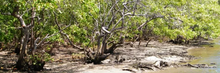 manguezais