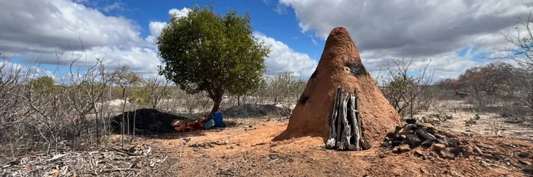 Operação Municipalizada apreende mais de 10,2 toneladas de carvão ilegal e fortalece fiscalização ambiental no Semiárido baiano