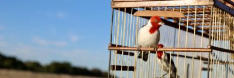 Matheus Lemos - Ascom Sema/Inema