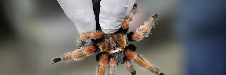 CETAS - operação aranhas