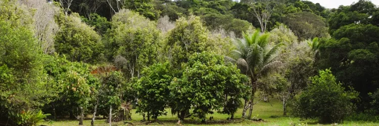 Bahia e França trocam experiências sobre agricultura familiar e transição agroecológica durante webinar