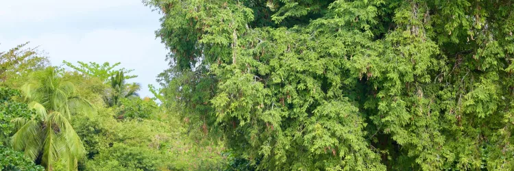 Dia da Árvore reforça a importância da preservação ambiental