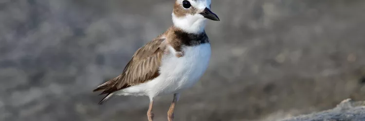 Proteção dos habitats é essencial para a sobrevivência das aves migratórias