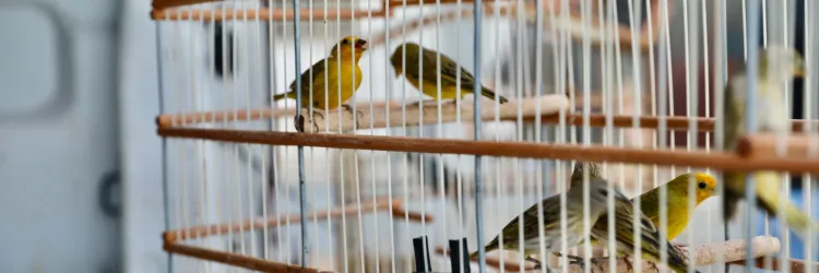 Semana de Conservação da Fauna Silvestre chega a Amargosa nesta segunda-feira (06)