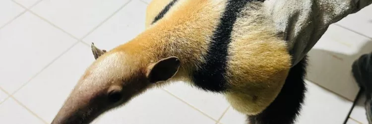 Três tamanduás são resgatados na Chapada Diamantina e levados ao Inema para reabilitação