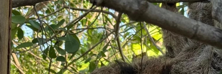  preguiça-de-coleira