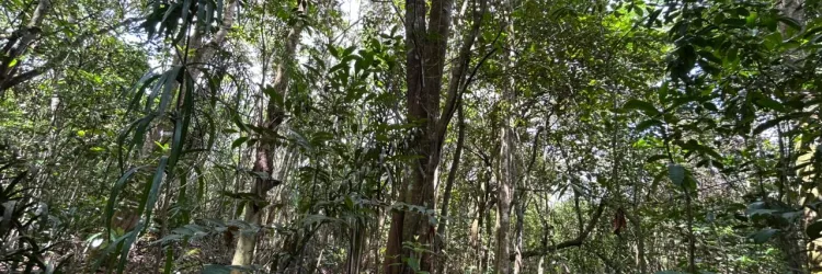 Trilha APA Joanes-Ipitanga