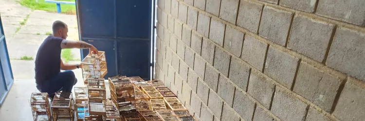 Inema e PM interrompem evento ilegal de canto de pássaros e resgatam mais de 100 aves silvestres no Extremo Sul