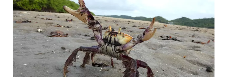 andada caranguejo uçá