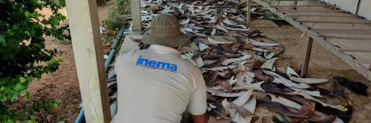 PF, Inema e IBAMA desarticulam ponto de beneficiamento ilegal de barbatanas de tubarão no norte da Bahia