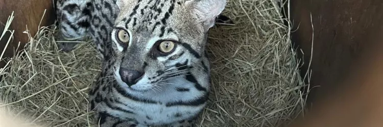 Jaguatirica resgatada com queimaduras é devolvida à natureza em Campo Formoso