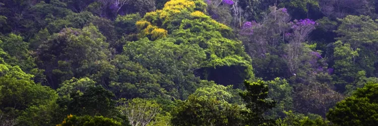 PESC - Acervo Sema/Inema