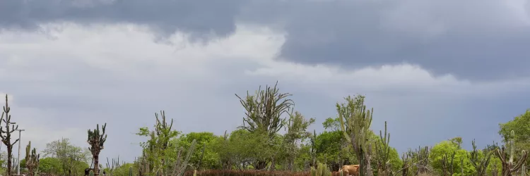 Chuva no Semiárido 