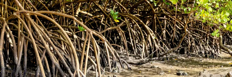 Nordeste concentra maior área de manguezais do país e Bahia se destaca no cenário nacional