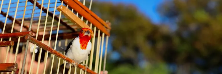 CETAS: do resgate à reabilitação, o caminho de volta à natureza