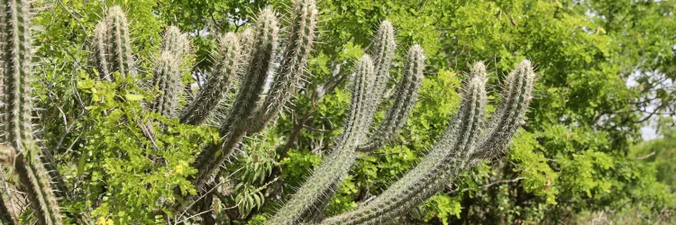 Caatinga além da seca: políticas públicas transformam o semiárido em território de adaptação climática