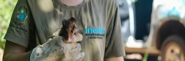 Mais de 50 animais silvestres são reintroduzidos à natureza nesta sexta-feira (24)