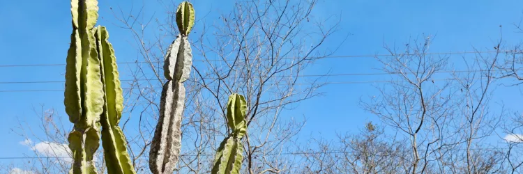 Previsão do Tempo: Feriado do Dia do Trabalho terá chuvas no litoral e sol no interior, aponta Inema