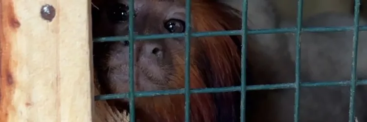 Zoo Bahia: mico-leão-baiano é transferido em ação integrada para conservação da espéc