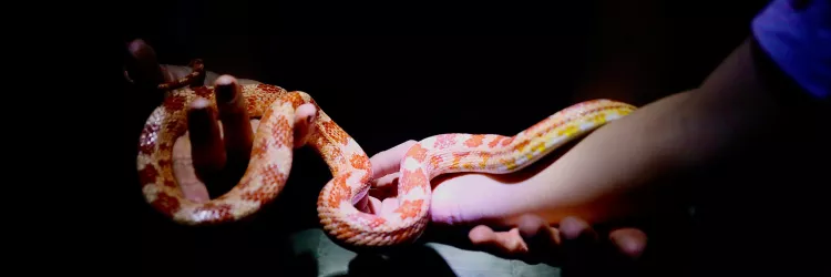 ZOO NOTURNO