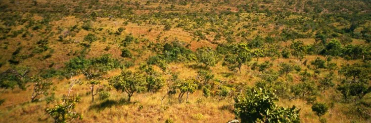 No Dia do Cerrado, Bahia celebra menor área sob alertas de desmatamento desde 2017