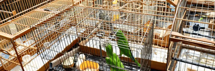 Subúrbio de Salvador recebe ação de entrega voluntária de animais silvestres com apoio do Inema