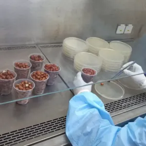 Univerciência destaca pesquisas sobre fungos do amendoim, tratamento do câncer com castanha de caju e estudo sobre cervejas artesanais