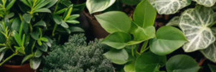 Plantas catalogadas por QR Code, tratamento para infecções vaginais, plásticos biodegradáveis e presunto tipo parma no Univerciência