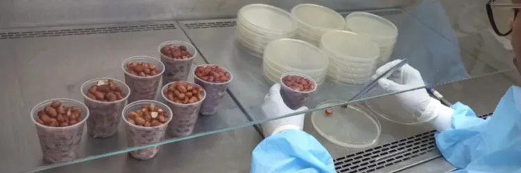 Univerciência destaca pesquisas sobre fungos do amendoim, tratamento do câncer com castanha de caju e estudo sobre cervejas artesanais