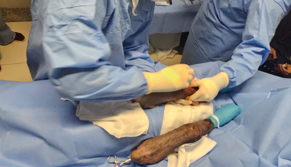 Lobo-guará atropelado no Oeste da Bahia passa por cirurgia após ser resgatado pelo Inema